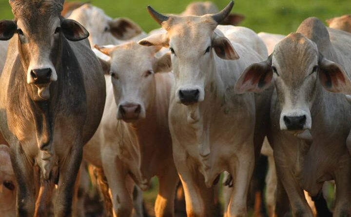 Preços do boi gordo seguem em alta; veja cotações do dia