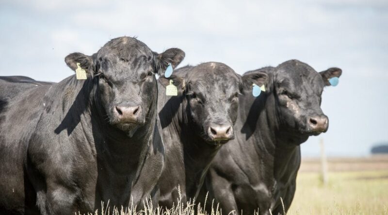 associação brasileira de angus