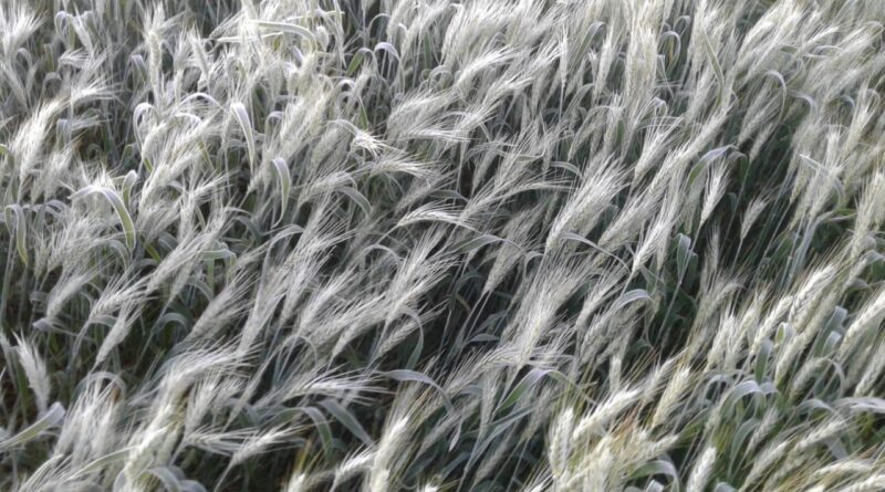 Geadas não prejudicaram o trigo gaúcho, diz Emater-RS