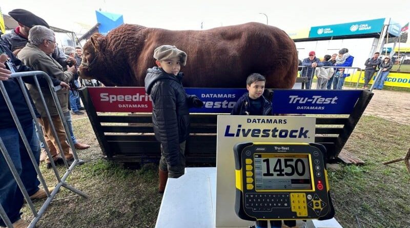 Peso recorde de 1.450 kg garante bicampeonato ao touro Hudson na Expointer