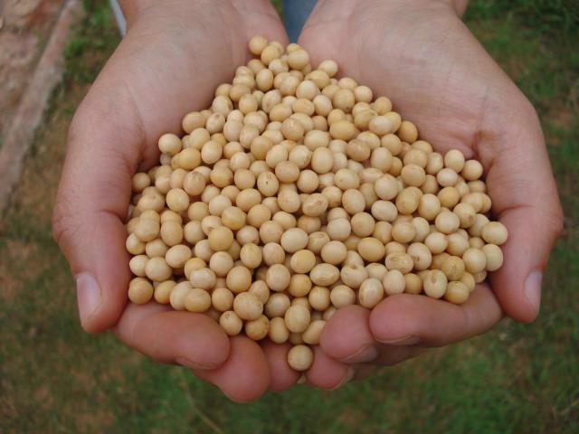 Close em mãos segurando um punhado de soja
