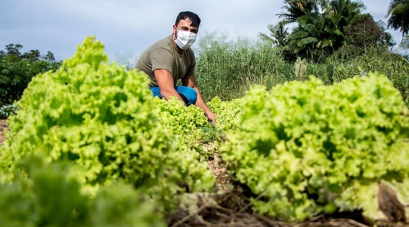 Agricultura familiar