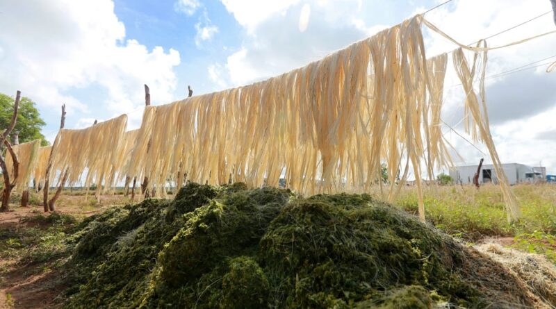 Etanol feito com sisal pode mudar realidade de produtores do Território do Sisal, na Bahia; agave sisalana, agave; matéria prima; projeto ABDI