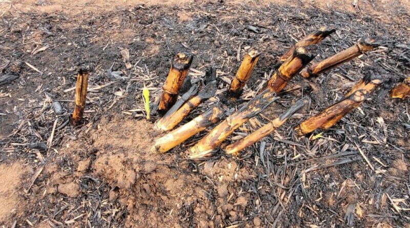 Sobe para dez número de presos por queimadas em São Paulo