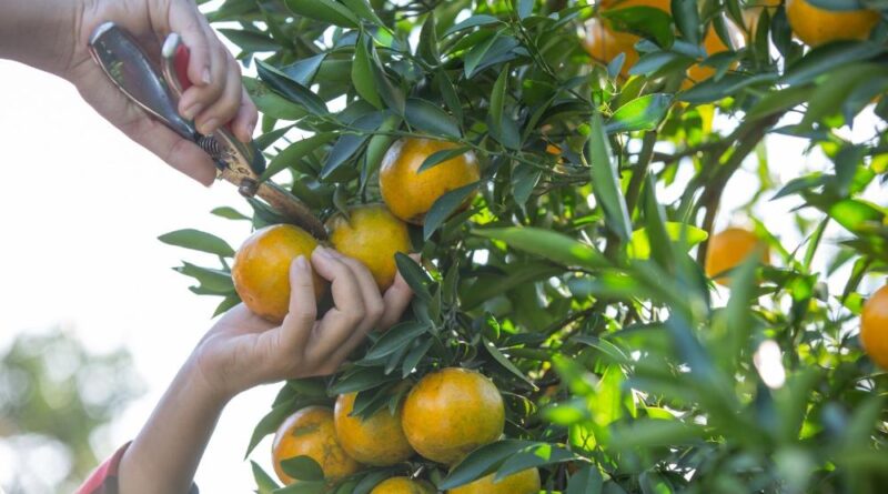 Citros: setor em SP gerou 10% mais empregos na safra 2023/24, com 45.112 vagas