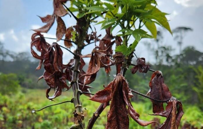 doença; vassoura-de-bruxa