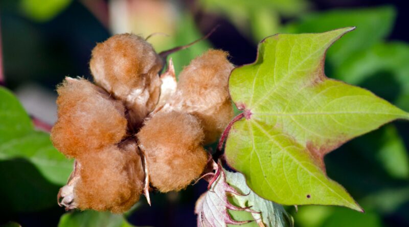 Algodão Colorido Embrapa