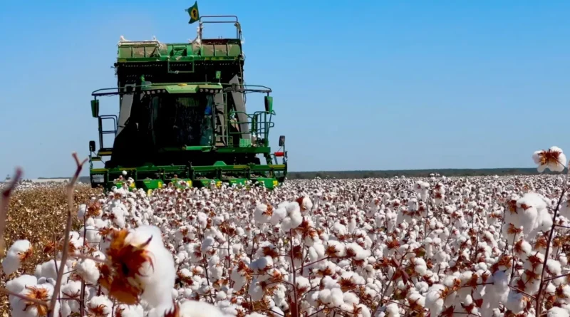 Qualidade, Bahia, pluma, oeste da Bahia, Luís Eduardo Magalhães, beneficiamento, fibra, exportação