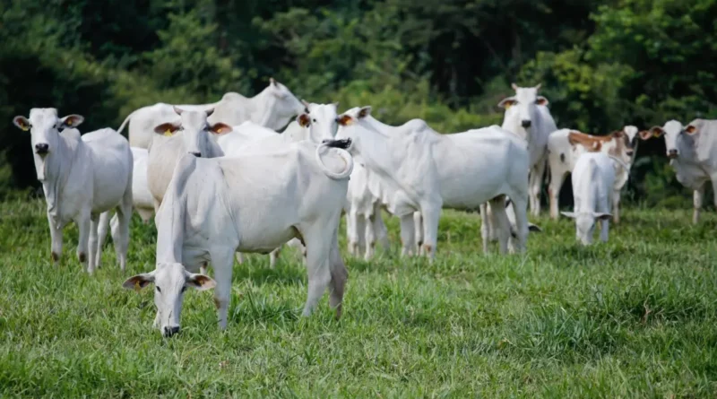 abate; pecuária; bovinos