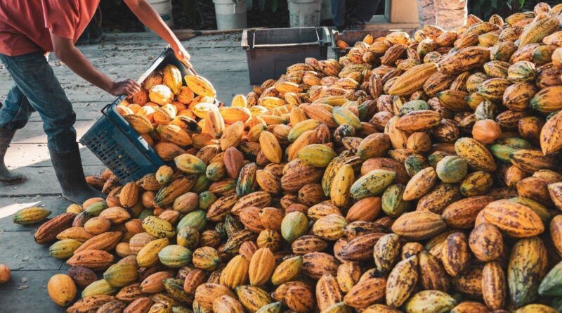 Bahia volta a liderar produção nacional de Cacau e desbanca estado do Pará