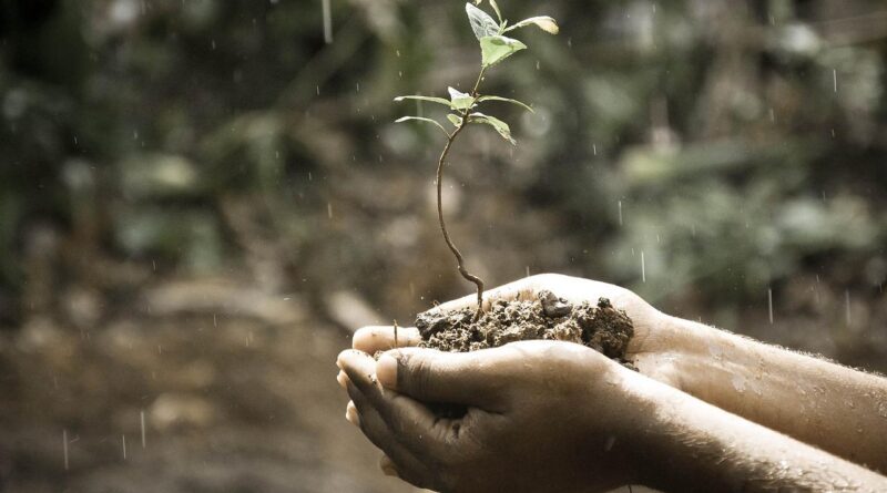 chuva planta plantinha, previsão do tempo, preservação ambiental