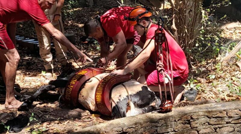 bombeiros; vaca; resgate