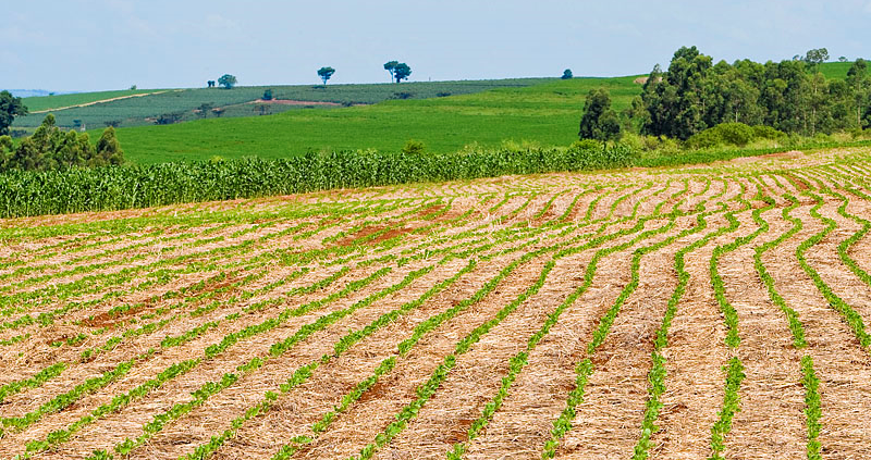 soja embrapa plantio fevereiro paraná