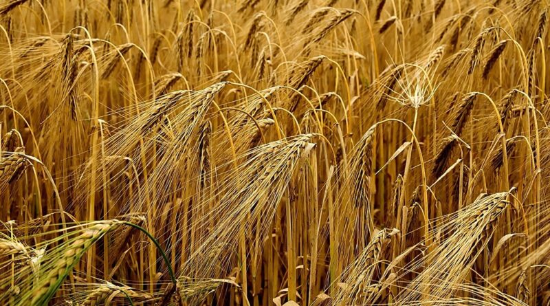 plantação de cevada