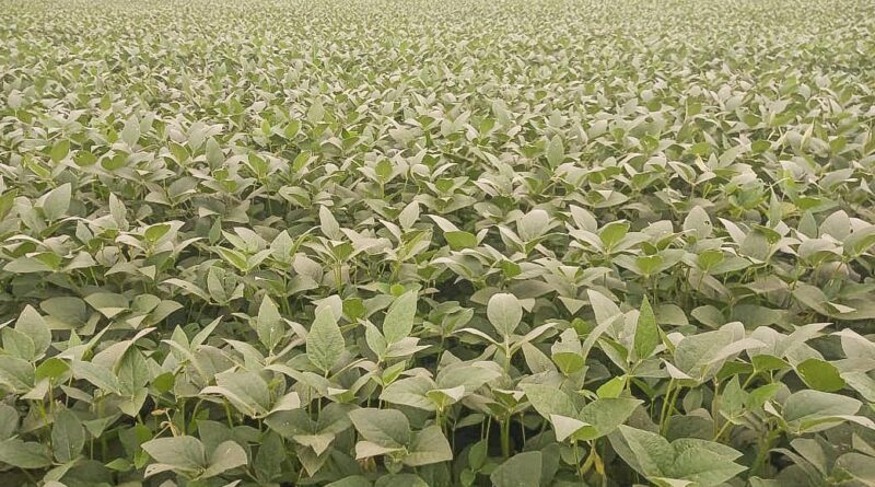 Foto: Pedro Silvestre