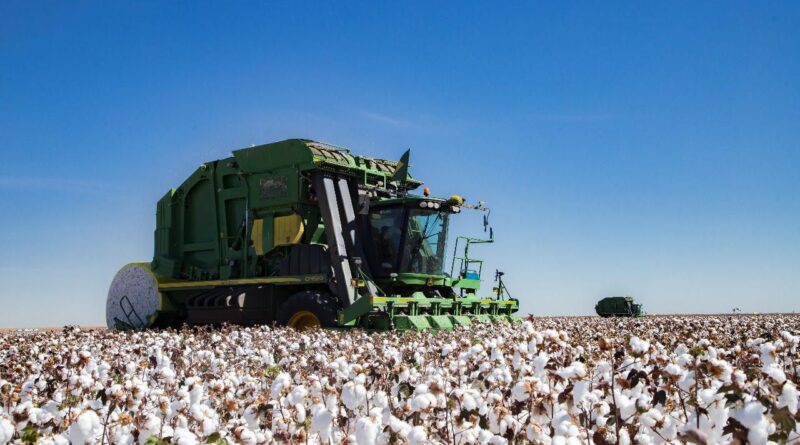 Colheita algodão, safra 2023-2024, cotonicultura, algodão, bahia, finalizada, pluma, cotton