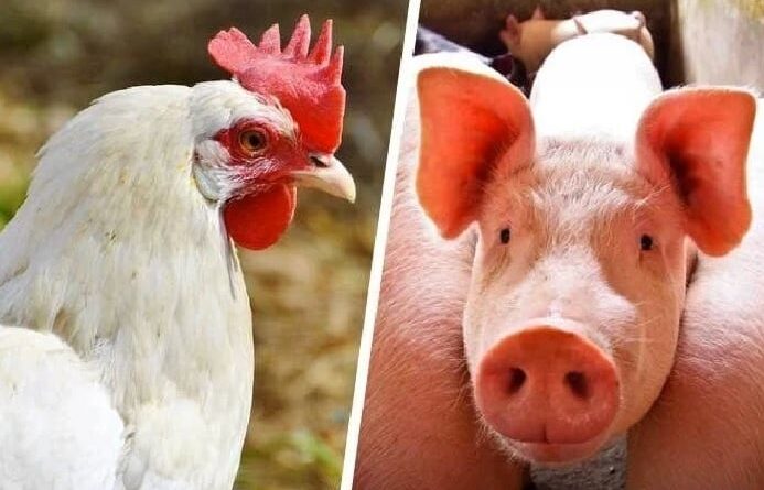 carne frango e suíno