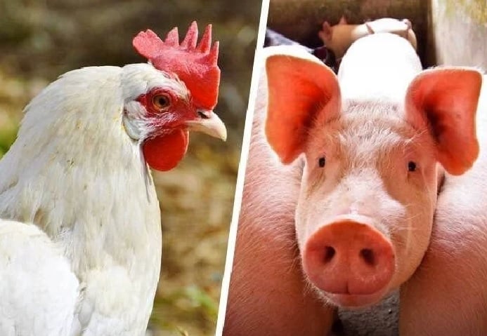 carne frango e suíno