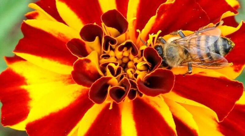 abelha colhendo o néctar de uma flor vermelha e amarela.