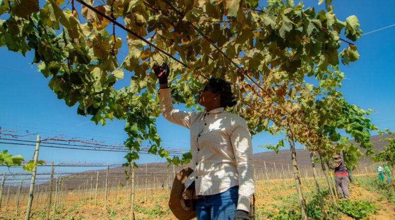 Primeiro seminário de fruticultura irrigada do oeste da bahia, realizado em Barra