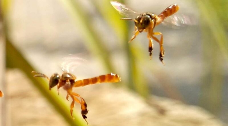 Mel; abelha sem ferrão Jataí (Tetragonisca fiebrigi)