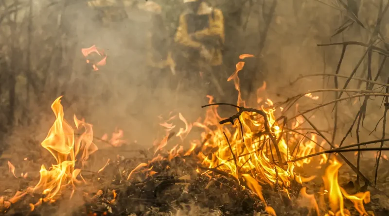 incêndio cana-de-açúcar
