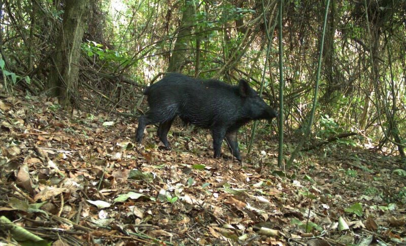 No Cerrado, diversificação de lavouras tem efeito benéfico sobre a fauna e reduz presença de javali