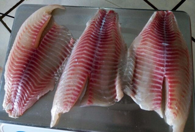 peixe, tilápia