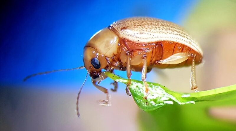 Plataforma digital disponibiliza dados sobre pragas de fruteiras tropicais