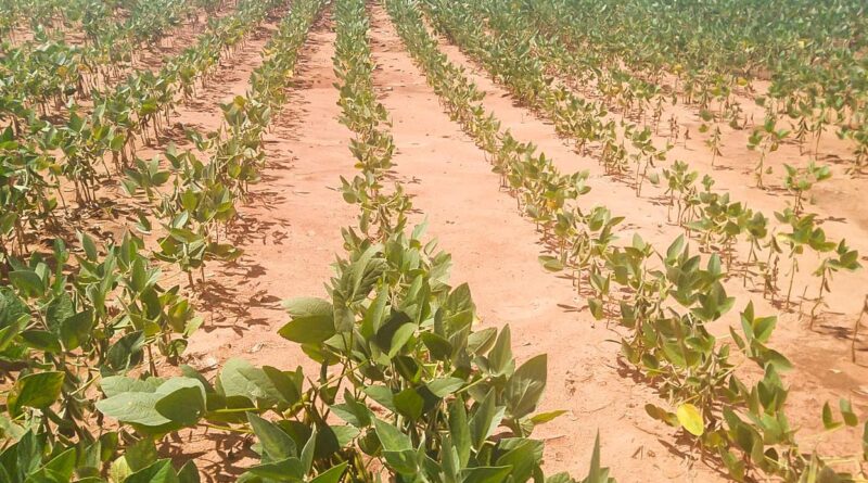 Produtores rurais de MS discutem soluções emergenciais em meio à crise no agronegócio