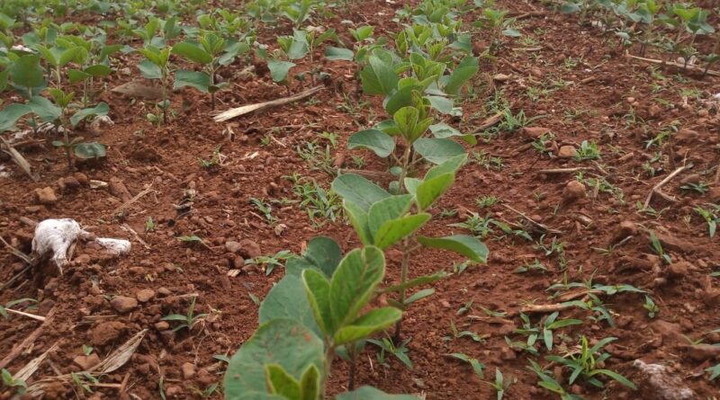Soja, plantio lavoura