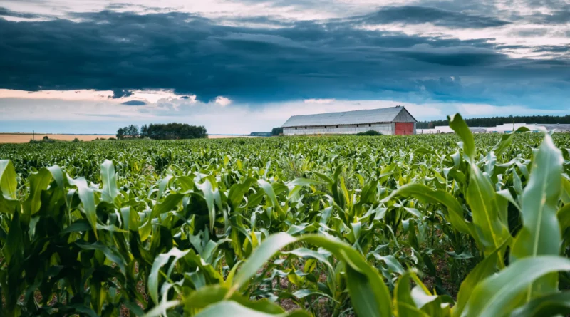 fazenda de milho nos Estados Unidos