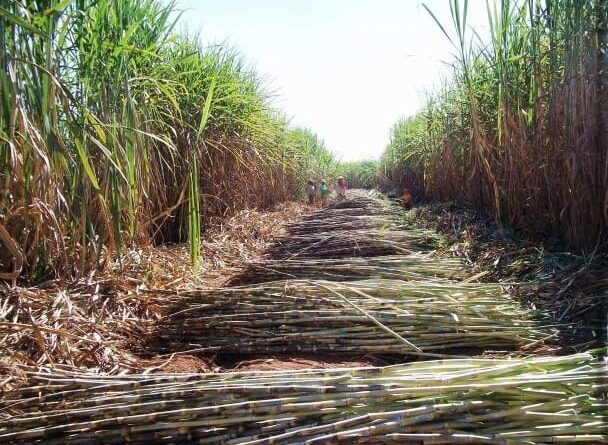Sistemas integrados cana-grãos potencializam a pegada de carbono favorável dos grãos