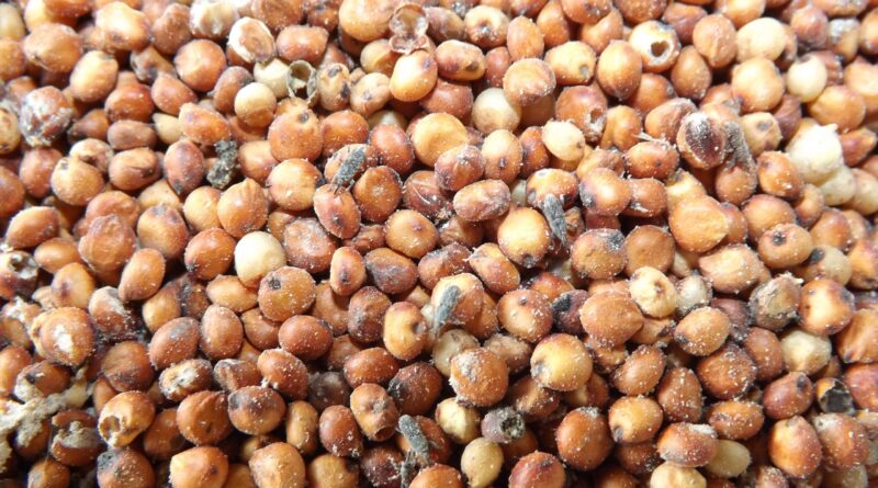 Grãos, sorgo; Embrapa
