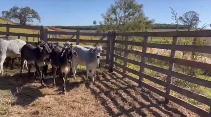 vacas guzonel cruzamento touros