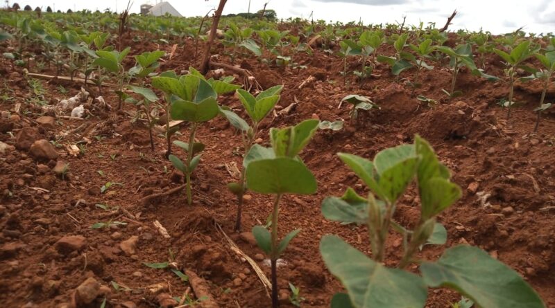 soja, plantio, emater, sorriso