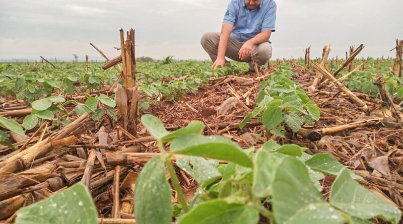 soja inoculante plantio MS