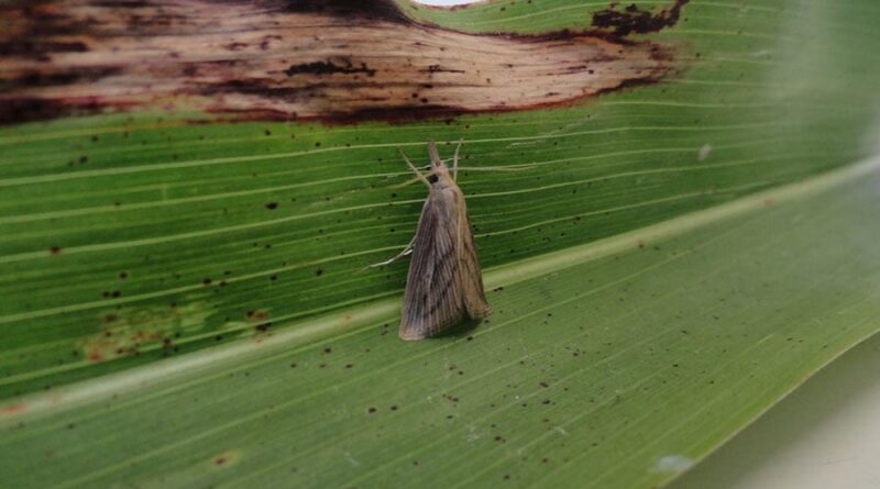 Praga; broca-da-cana-de-açúcar