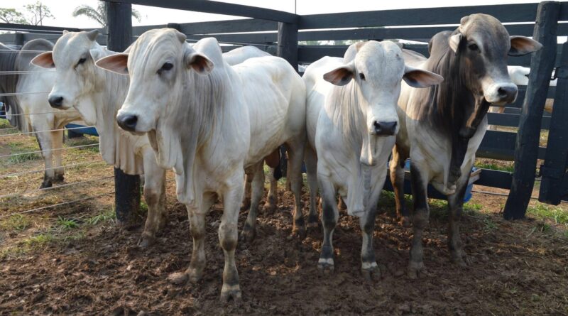 Oferta restrita eleva preços da arroba do boi; confira