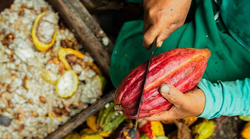 plantação de cacau, pé de cacau, cacauicultura, cacau, commodity, preço, produtores, demanda