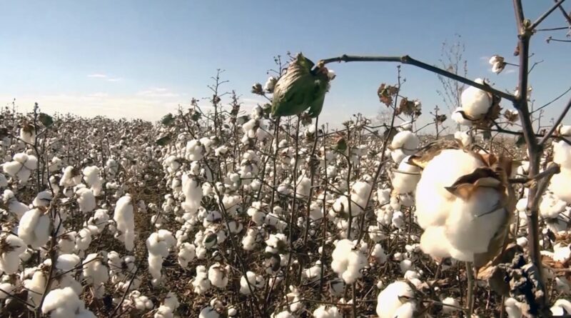 algodão pluma colheita foto pedro silvestre canal rural mato grosso1