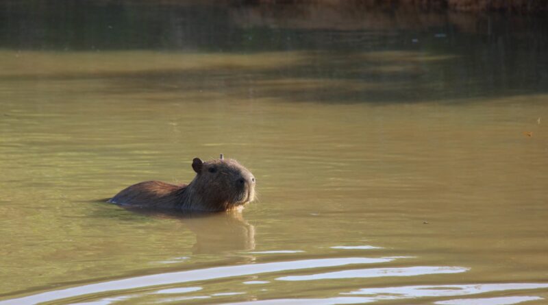 Projeto animais silvestres