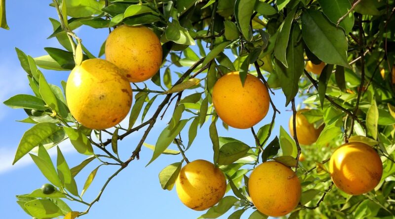 Plantação de laranjas em Nova América da Colina/ Foto: Jaelson Lucas / AEN