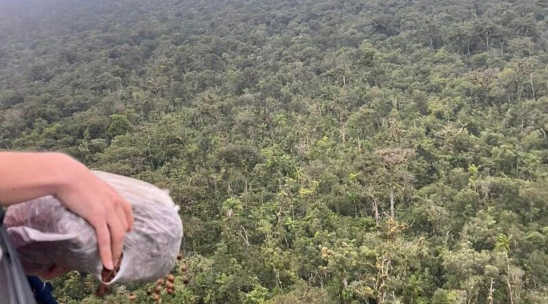 dispersão sementes palmito