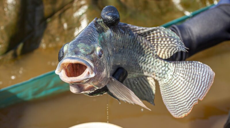 tilápia