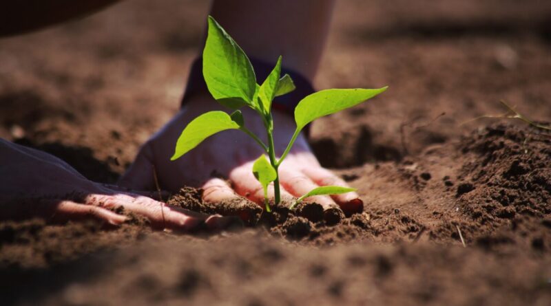 fertilizantes - muda - preço - preços