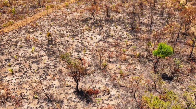 Alta frequência de queimadas podem alterar a fitofisionomia do bioma, Cerrado