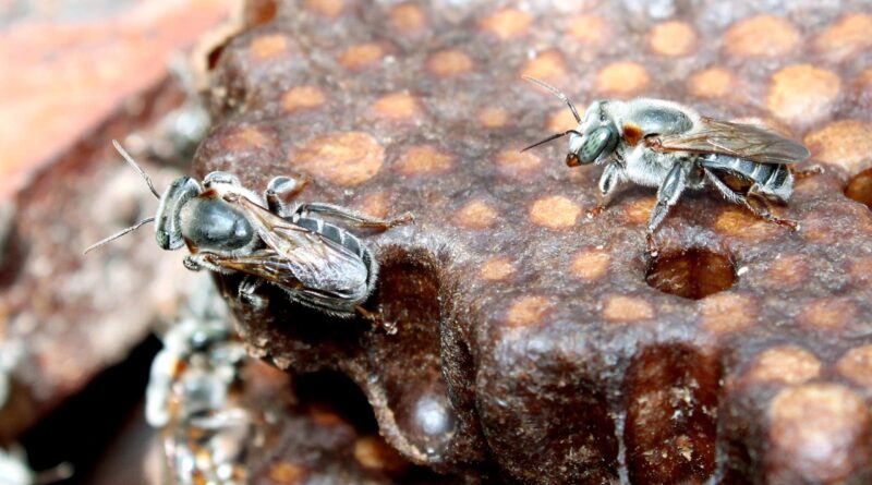 Mel Abelha Sem Ferrão Meliponicultura