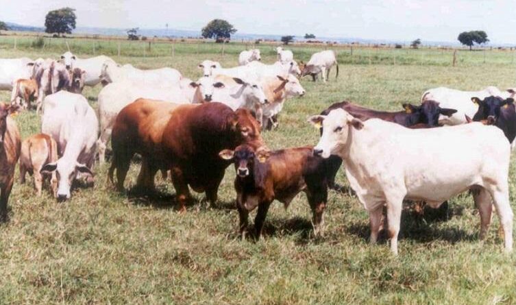 G20 Agro: os acordos estabelecidos entre o Brasil e outros países