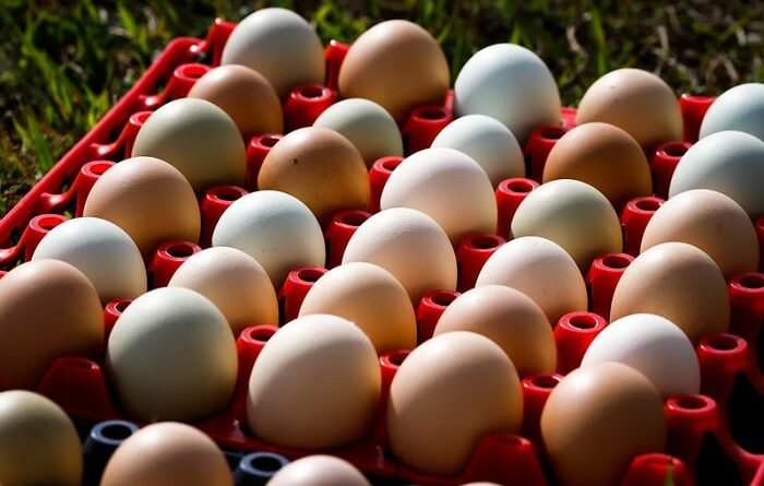 ovos, senar, produção, ovos galinha